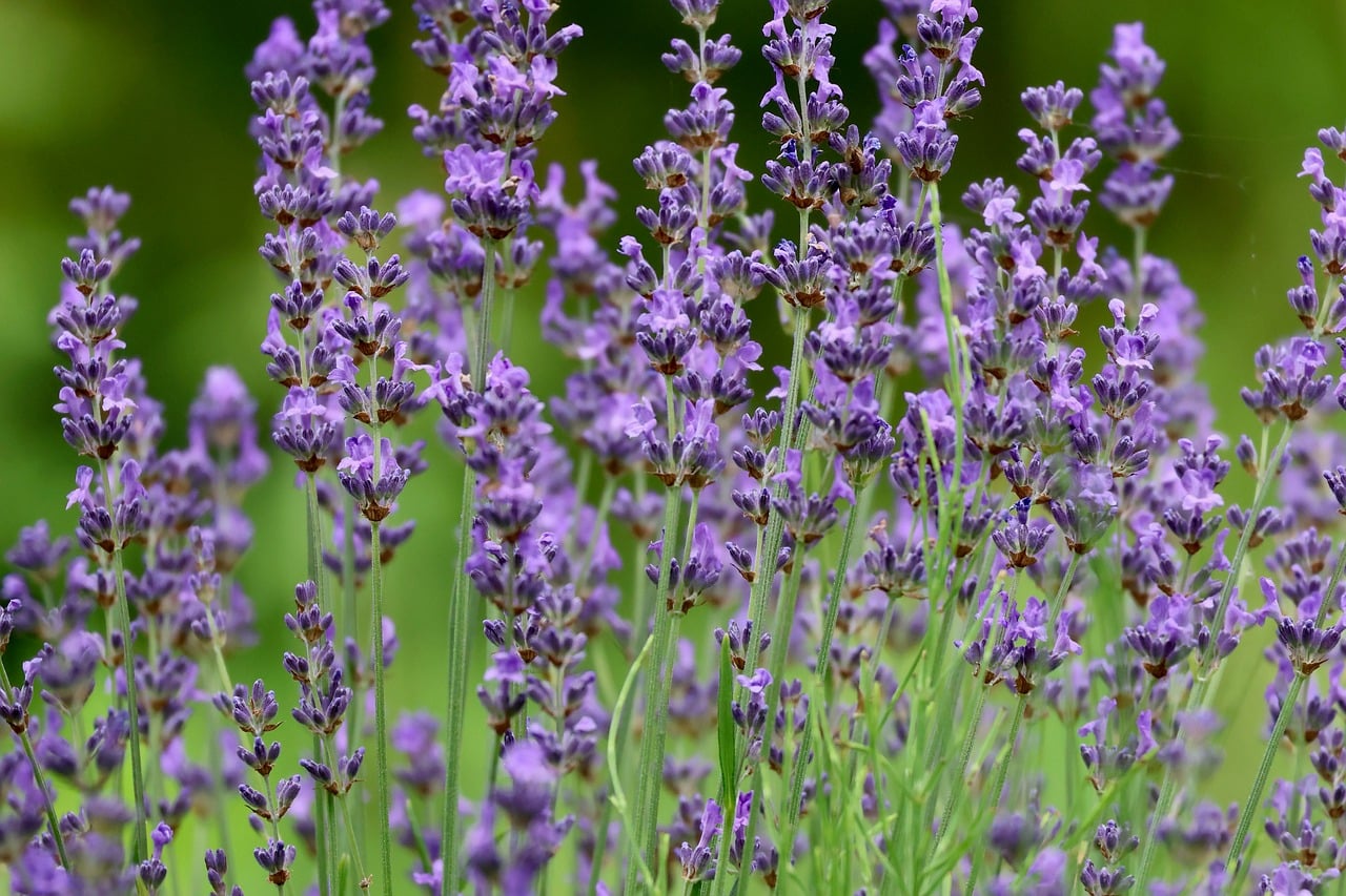 Mugwort Oil Uses: 15 Fragrance, Craft, and Tradition-Inspired Ideas