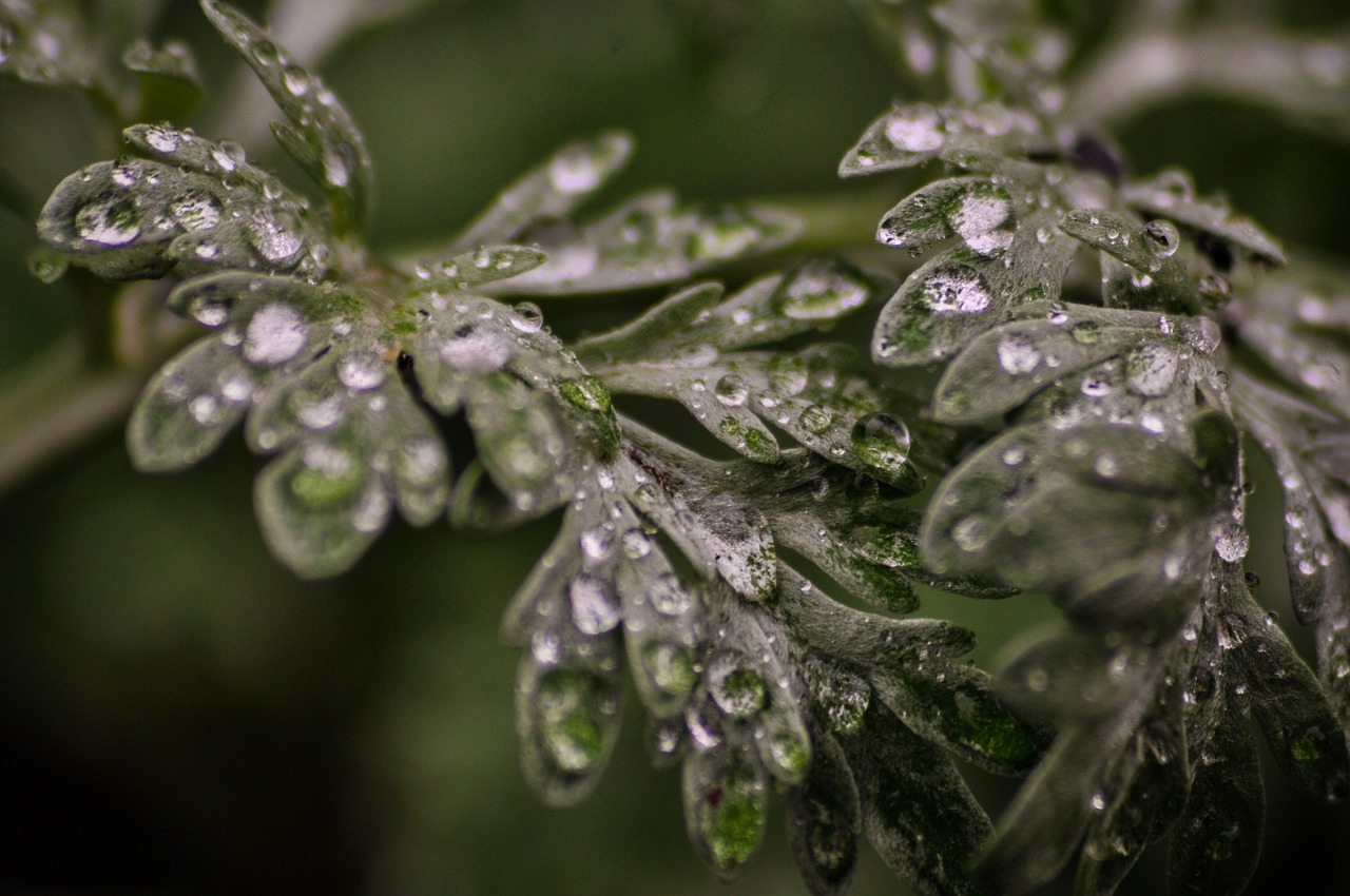 Mugwort Oil vs Wormwood Oil: Two Artemisias, Compared Honestly